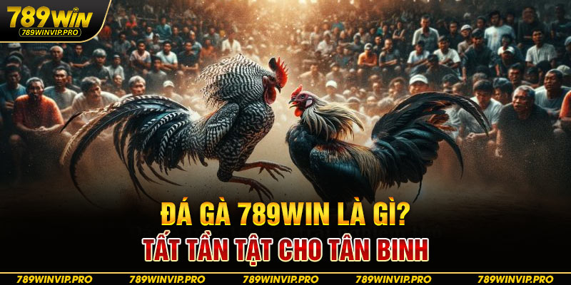 Đá gà 789WIN là gì? Tất tần tật cho tân binh