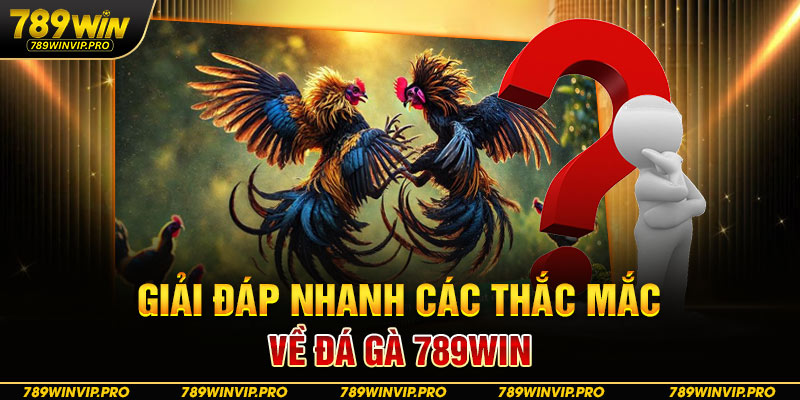 Giải đáp nhanh các thắc mắc về đá gà 789WIN